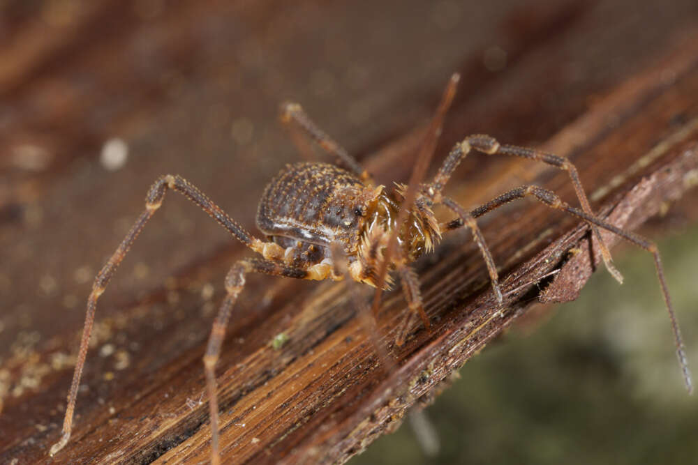 Image of <i>Idzubius akiyamae</i>