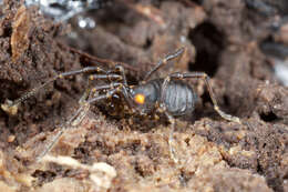 Image of Valdivionyx crassipes Maury 1988