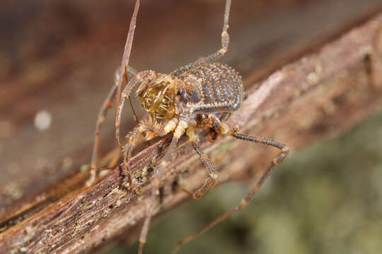 Image of <i>Idzubius akiyamae</i>