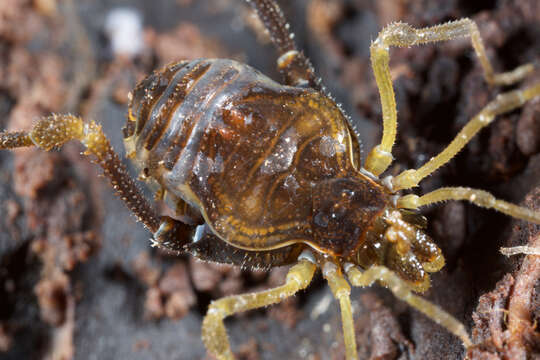 Gonyleptidae resmi