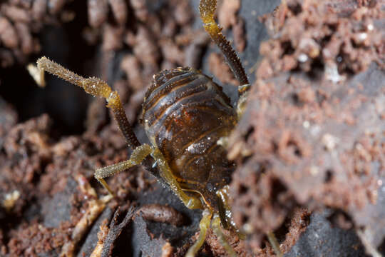 Gonyleptidae resmi