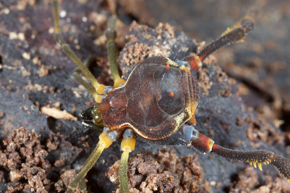 Image of Fonckia gallardoi (Canals 1934)