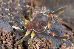 Image of Fonckia gallardoi (Canals 1934)