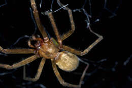 Image of austrochilid spiders