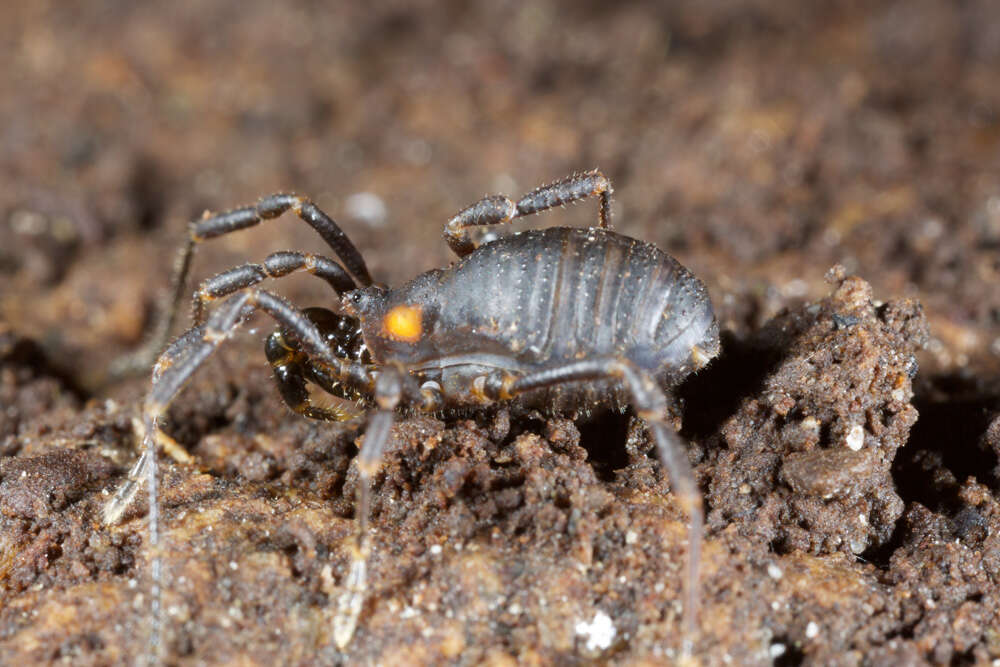 Image of Valdivionyx crassipes Maury 1988