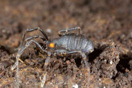 Image de Valdivionyx crassipes Maury 1988