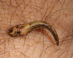 Image of leeches