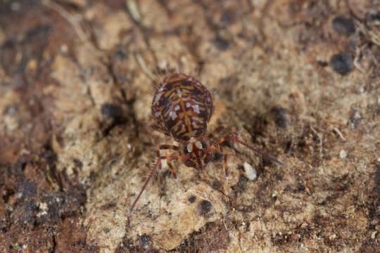 Image of Globular Springtails