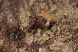 Image of Globular Springtails