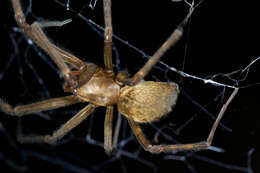 Image of austrochilid spiders