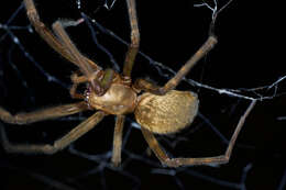 Image of austrochilid spiders