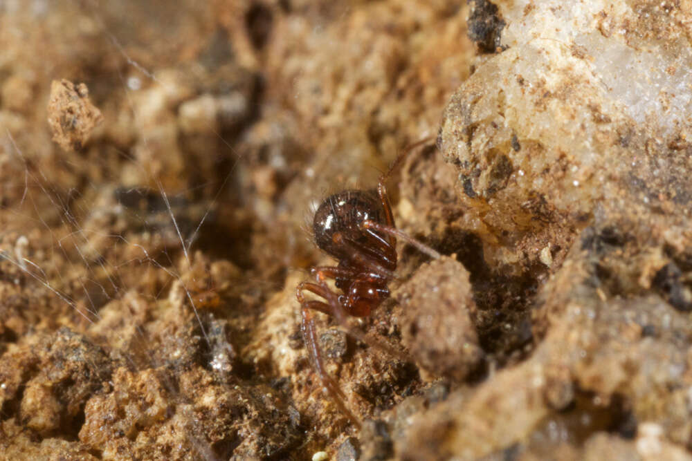 Image of ground orbweavers