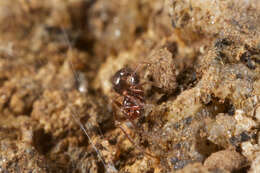 Image of ground orbweavers