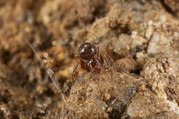 Image of ground orbweavers