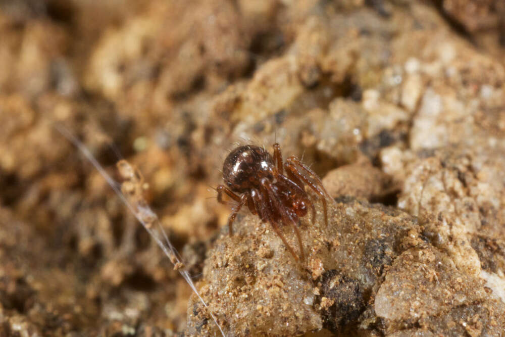 Image of ground orbweavers