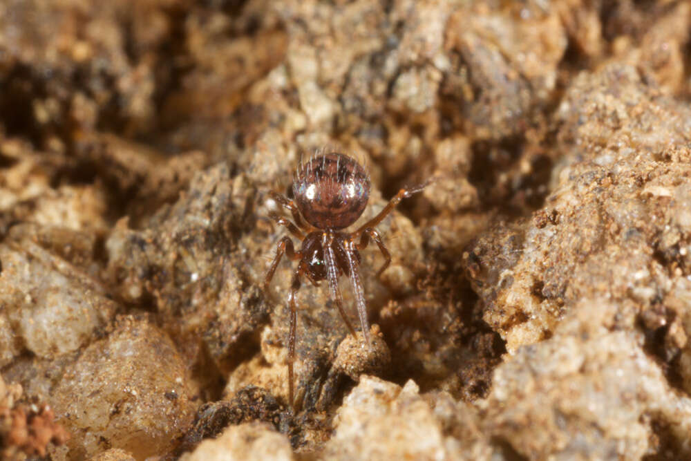 Image of ground orbweavers