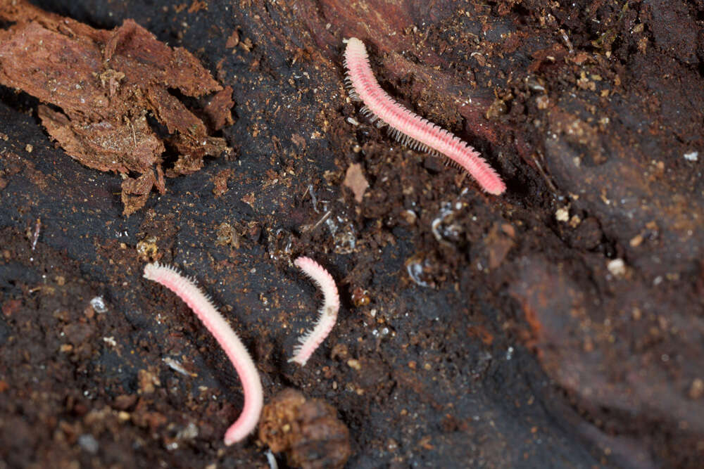 Image of Platydesmid millipedes