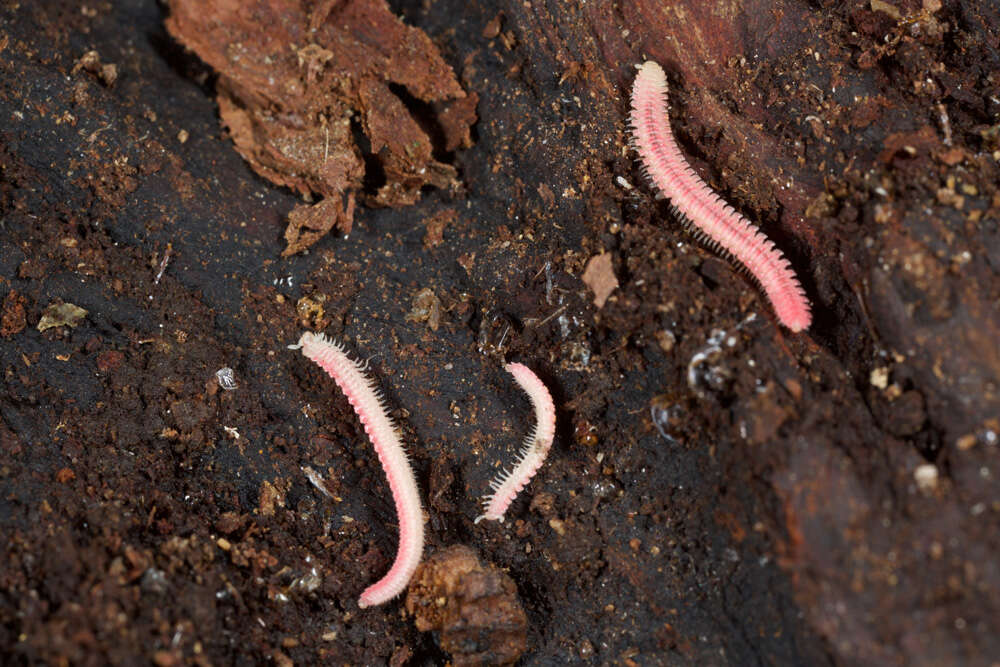 Image of Platydesmid millipedes