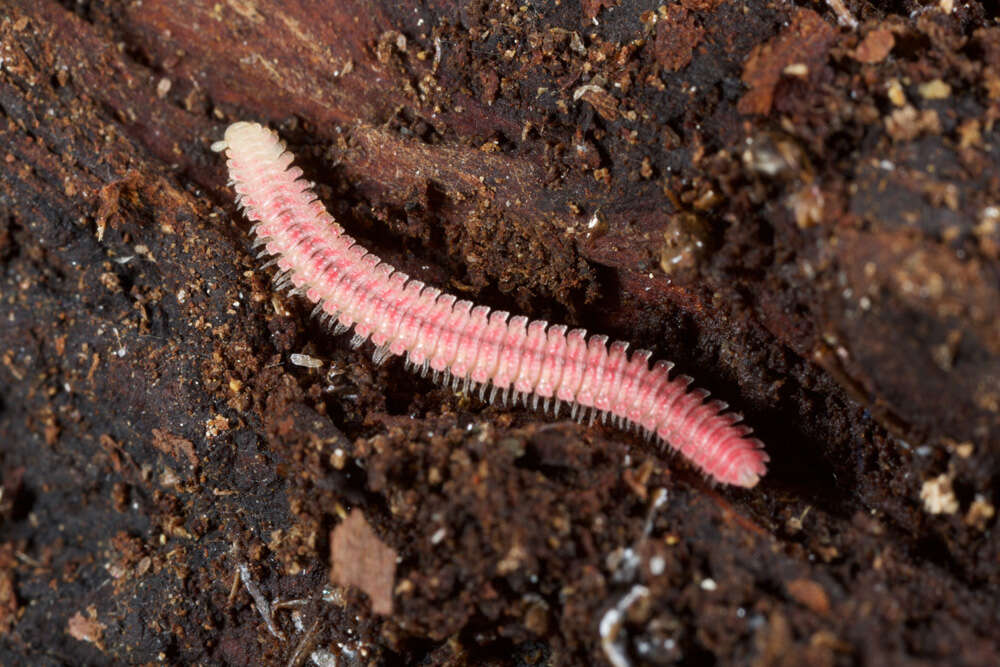 Image of Platydesmid millipedes