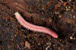 Image of Platydesmid millipedes