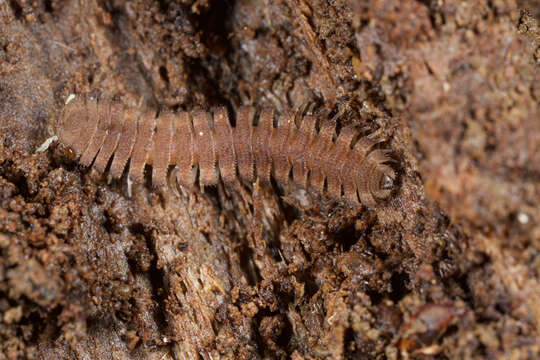 Image of Yamasinaium noduligerum Verhoeff 1939