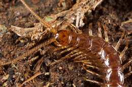 Image of Cermatobius japonicus (Silvestri 1909)