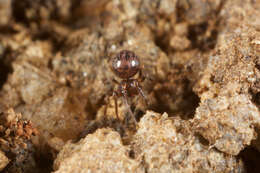 Image of ground orbweavers