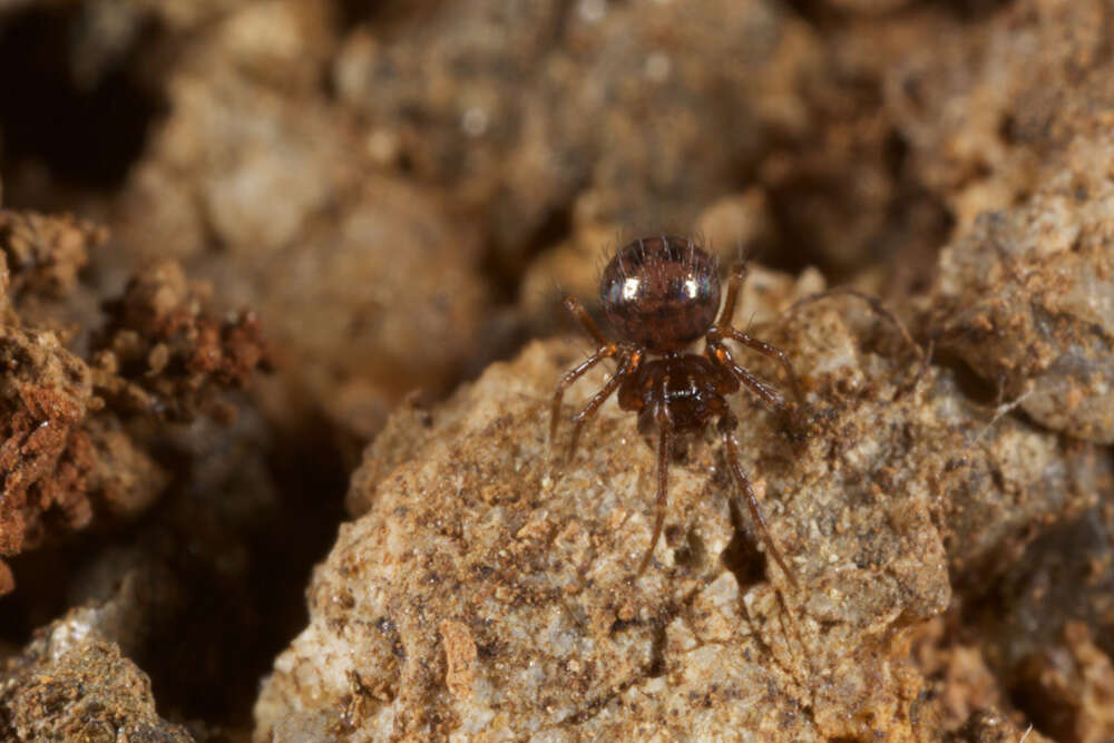 Image of ground orbweavers