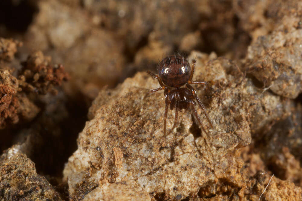 Image of ground orbweavers