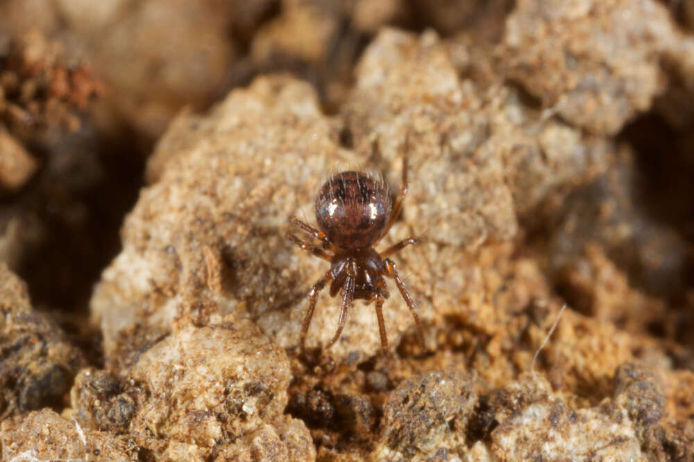 Image of ground orbweavers