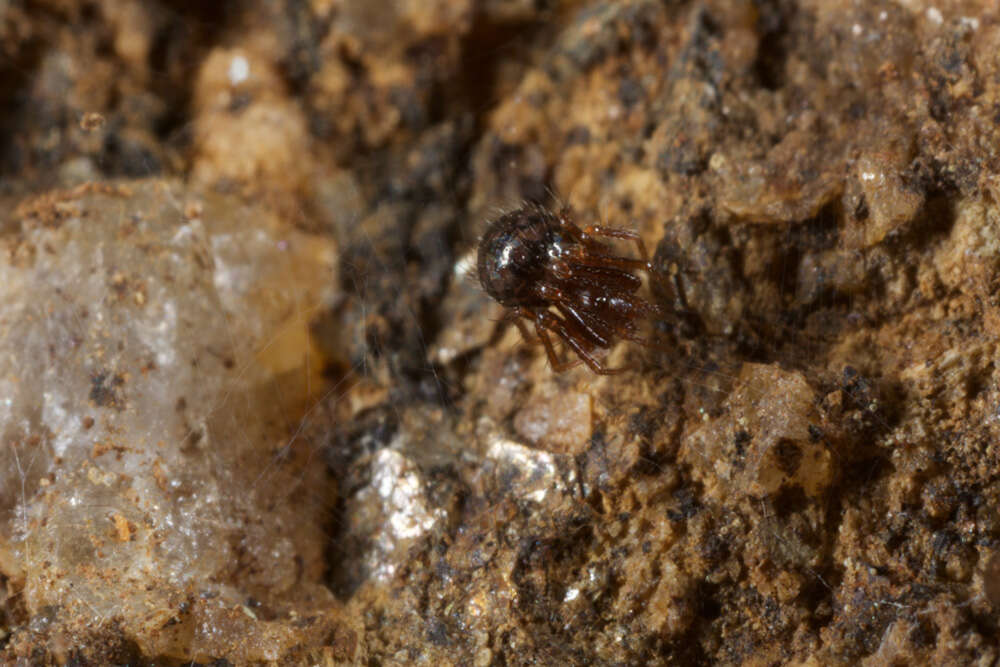 Image of ground orbweavers