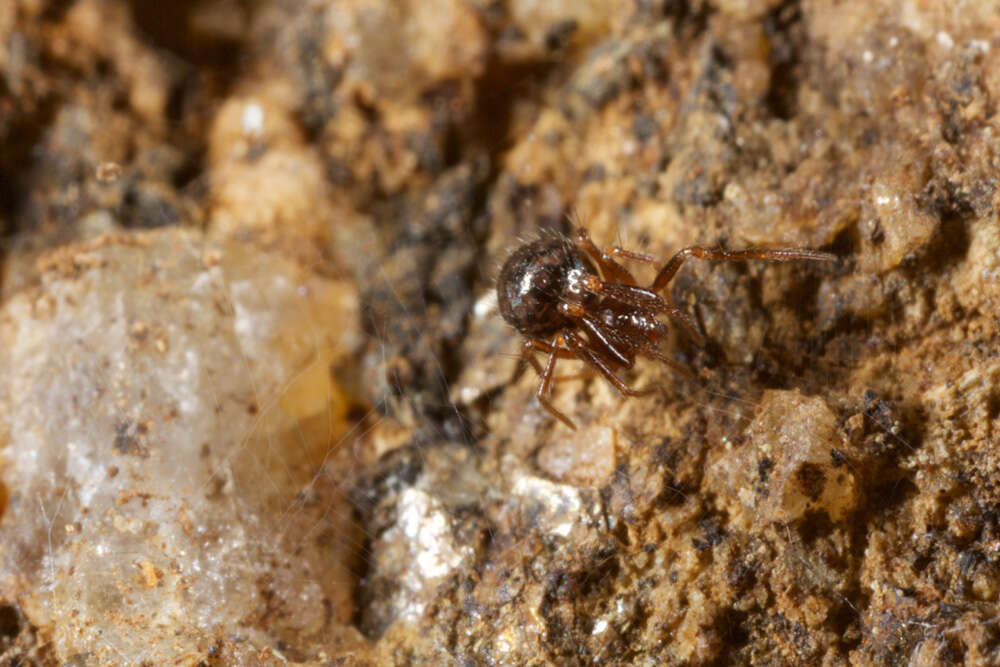 Image of ground orbweavers