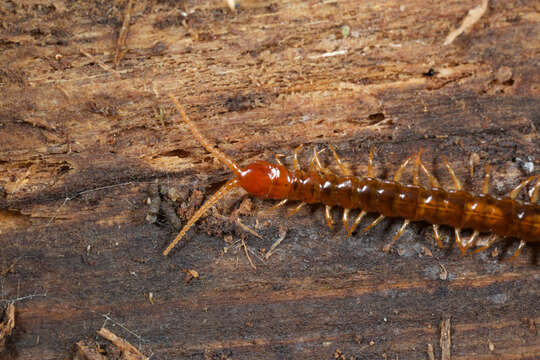 Image of Scolopocryptopinae Pocock 1896