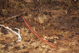 Image of earth centipedes