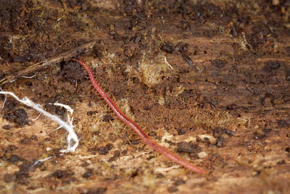 Image of earth centipedes