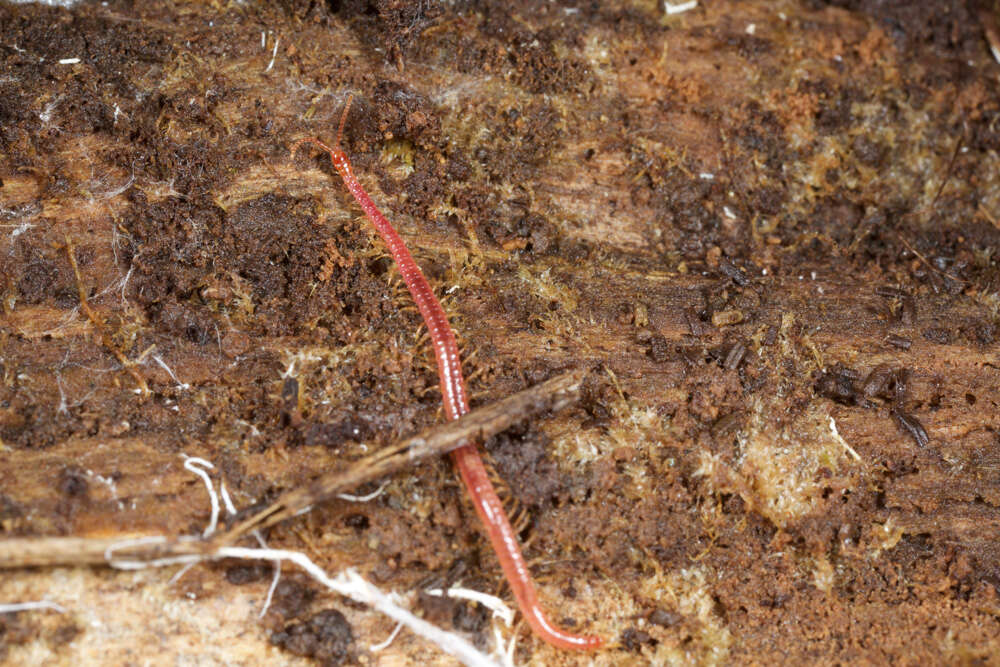 Image of earth centipedes