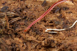 Image of earth centipedes