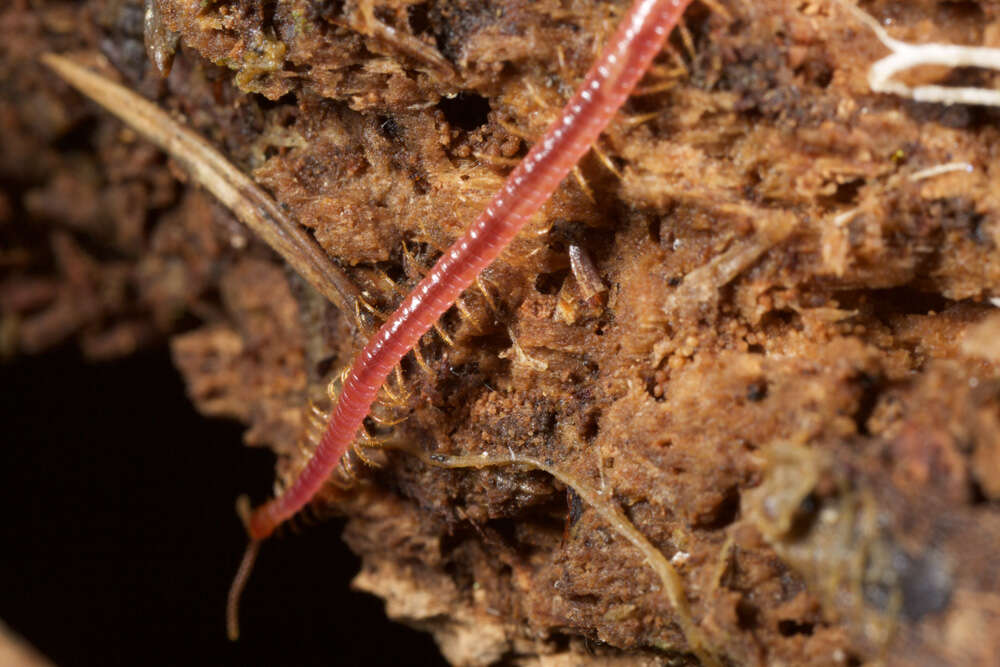 Image of earth centipedes