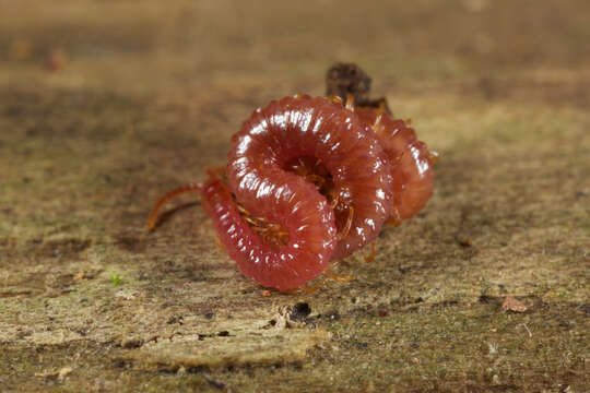 Image of earth centipedes