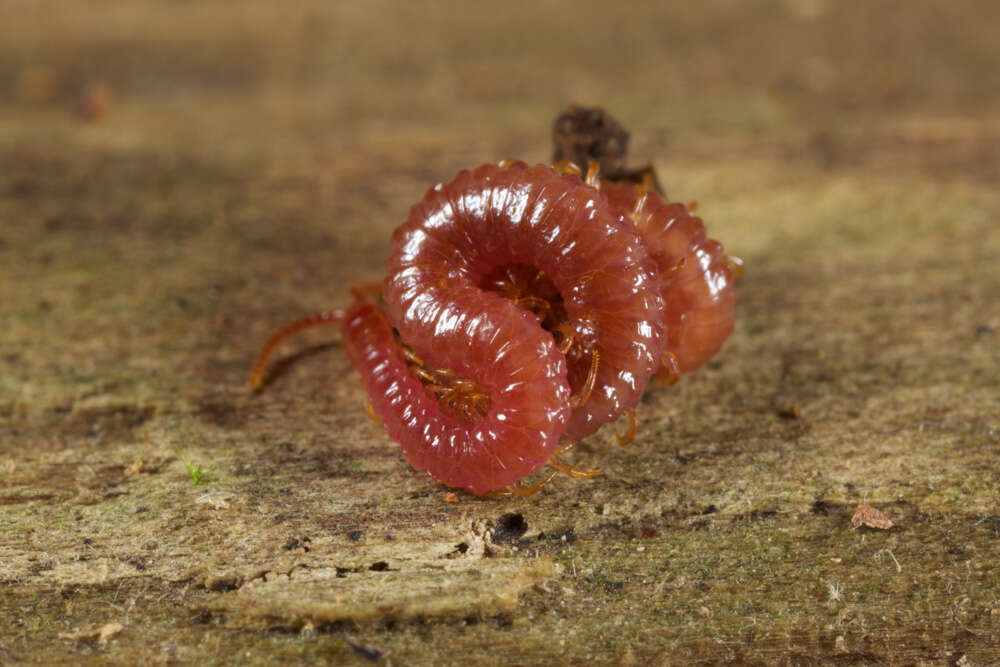 Image of earth centipedes