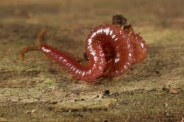 Image of earth centipedes