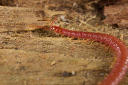 Image of earth centipedes