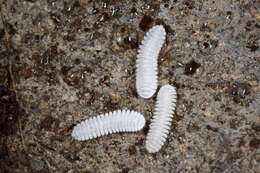 Image of Platydesmid millipedes