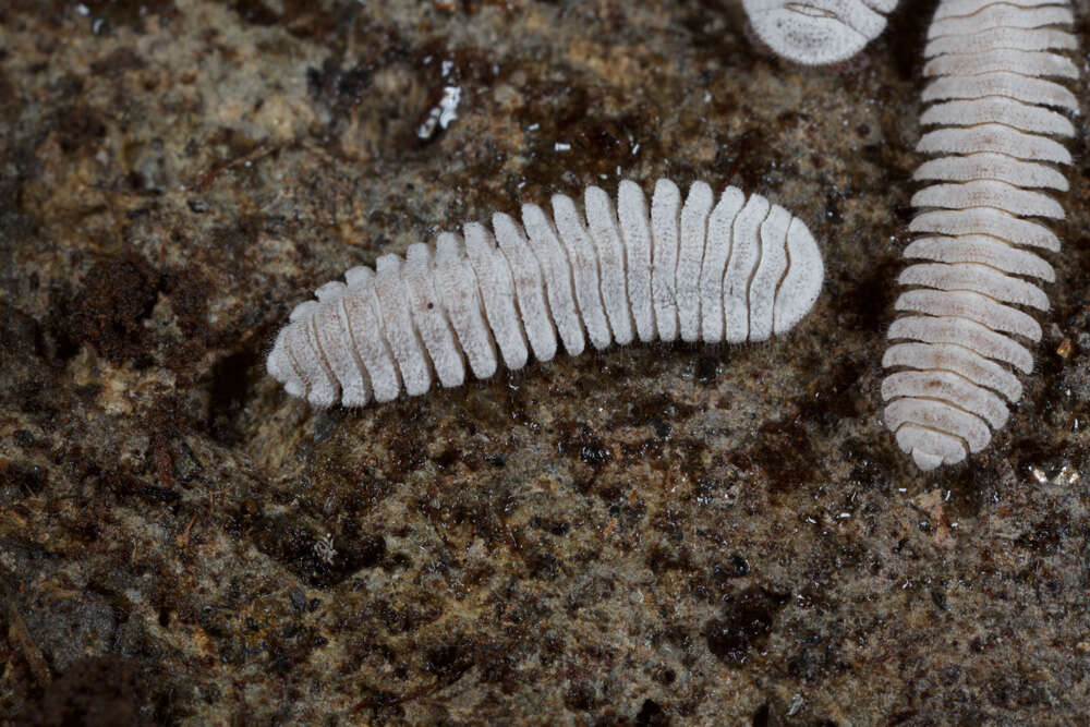 Image of Platydesmid millipedes