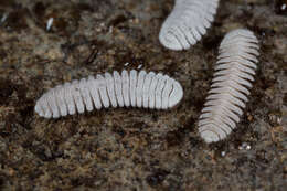 Image of Platydesmid millipedes