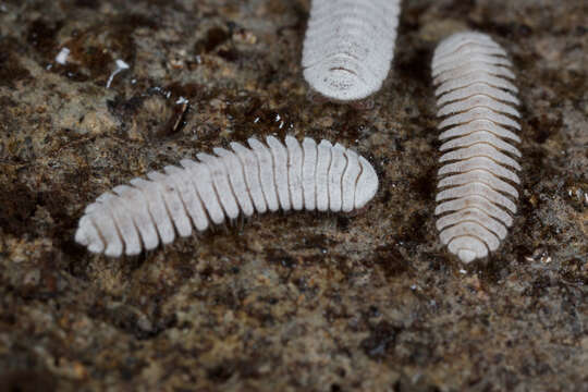 Image of Platydesmid millipedes