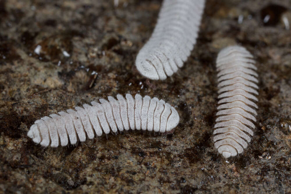 Image of Platydesmid millipedes