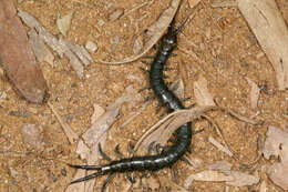 Image of centipedes