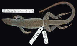 Image of <i>Aspidoscelis neavesi</i> Cole, Taylor, Baumann & Baumann 2014