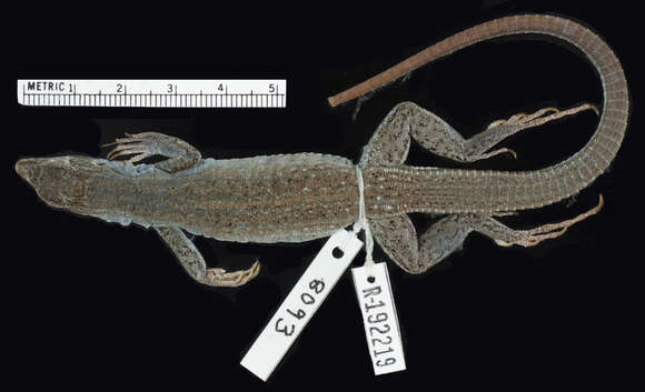 صورة <i>Aspidoscelis neavesi</i> Cole, Taylor, Baumann & Baumann 2014